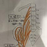 【下っ腹の引き締め方】腸腰筋を鍛えよう!